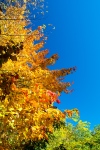 FrankDB-Autumn-2