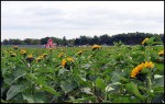 L_Klima_Sunflowers_and_Barn