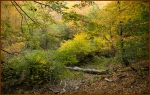 WarrenDarress-Autumn- Green Trail