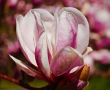 b1_C32-DianaMotschenbacher-B1-Magnolia Heart