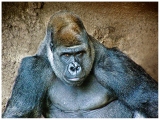 a7_c32-jgold-a1-Gorilla