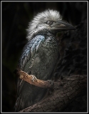 c_C32-cjc-A1-white crested hornbill