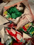 LKlima_Cat-in-Bag-of-holiday-wrapping-paper