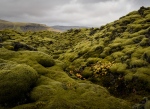 4068Moss covered lava