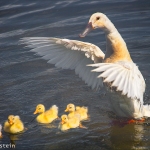 g. goldstein_c_mama_duck