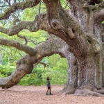 f. goldstein_c_under_angel-Oak