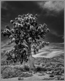 d_IOM_c32-PSchiavone-K1-Joshua-Tree