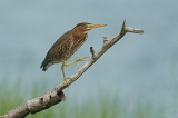 e_Heron-in-the-Marsh-Sandy_Sommer