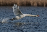 e_SandySommer-A-Print-Swan-Take-Off