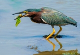 f_Sommer_Dec_ColorA-Green-Heron-with-a-Catch