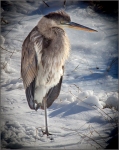 bc_C32-Macguy-BB-Standing-On-Ice-1