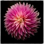 aa_C32-JanGolden-AA-Graceful-Dahlia