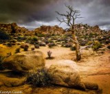 a_Desert Scene Color A Carolyn Ciarelli