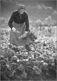 d_C32-WDarress-K1-Old-German-Woman-Harvesting-Beets-1970