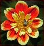 b2_C32-SandyReynolds-B1-Pollinator