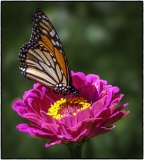 g_Print_Goldschmidt-ColorA-The-Butterfly-and-the-Flower