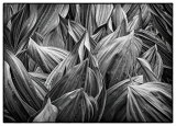 d_c32-JanGolden-K-Leaf-Study-in-Black-and-White