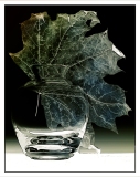 c_C32-MarleneW-C1-Leaf Study_IOM