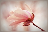 a_IOM_C32-LauraStar-AA-Magnolia-Bloom