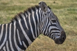 f_IOM_Print_Russo_AfricanZebra_B_Color