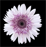 d_C32-walsh-A1-Gerbera