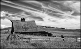 b_Goldstein_Carol-Barn-and-Horse