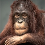 C32-Cgoldstein-A1-Sir-Orangutan