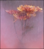 C32-cgoldstein-C1-Ethereal-Flowers