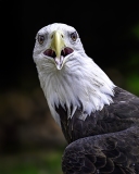 DCusack-Montana-American-Bald-Eagle-Donna-Cusack