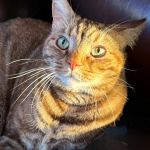 C32-LilyKlima-B1-Gingers-Cat-Eyes
