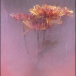 C32-cgoldstein-C1-Ethereal-Flowers