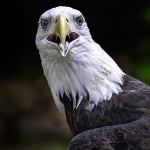 DCusack-Montana-American-Bald-Eagle-Donna-Cusack