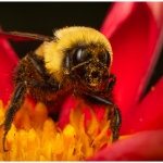 C32-EGattoni-M1-Buzzy-Bee
