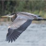 C32-Macguy-A1-Flying-Away-1