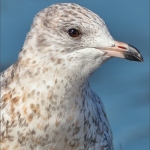 C32-SRibeiro-B1-Ring-billed-Gull