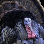 Donna-Cusack-Wild-Turkey