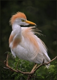 a_Goldstein_C_Cattle-Egret-Preening_smaller