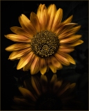 a3_C32-Crinnian-A1-Sunflower