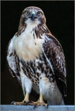 b1_C32-Macguy-B1-Osprey on Deck