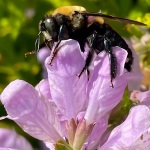 a_C32-Lilyklima-B1-Eastern-Carpenter-Bee-Pollinating