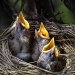 April-22-2026-IOM-Donna-Cusack-Baby-Robins