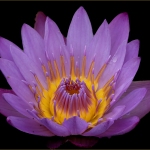 C32-Macguy-m1-Fiery-Flower