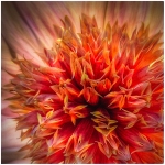 C32-MarleneW-A1-Tangerine-Dahlia