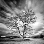 C32-MarleneW-K1-Majestic-Tree