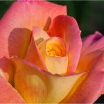 1_C32-Macguy-A1-My-Rose-1