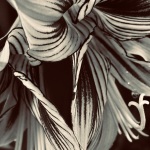 C32-LilyKlima-KA-Striped-Petals