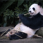 C32-Macguy-BA-Pandas-love-Bamboo