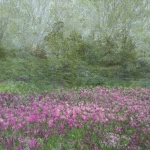 C32-jderosa-CA-Longwood-Impression