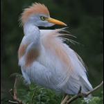 C32-CGoldstein-A1-Cattle-egret-up-close
