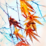 C32-MarleneW-C1-Maple-Leaf-Mosaic
